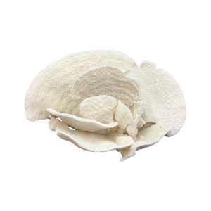 Black Cup Coral Creation On Acrylic Base Full Shape