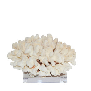 Cluster Coral On Acrylic Base - 3 Sizes
