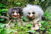 Troll Boy & Girl on Tree Trunk #175
