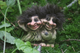 Authentic Norwegian Trolls ON SALE! | Troll Twins, 3" | Lindenhaus Imports in Helen, Ga