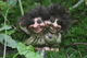 Authentic NyForm Norwegian Trolls ON SALE! || Troll Twins, 3" #020 || Lindenhaus Imports in Helen, Ga