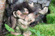 Authentic NyForm Norwegian Trolls ON SALE! || Troll Hugging Moose, 4" #043 || Lindenhaus Imports in Helen, Ga