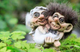 Authentic Trolls from Norway ON SALE! | Norwegian Bride & Groom Trolls, 3.7" | Lindenhaus Imports in Helen, GA