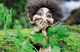 Authentic Norwegian Troll ON SALE! || Norwegian Giggling Troll, 5.5" 192 
|| Lindenhaus Imports in Helen, Ga