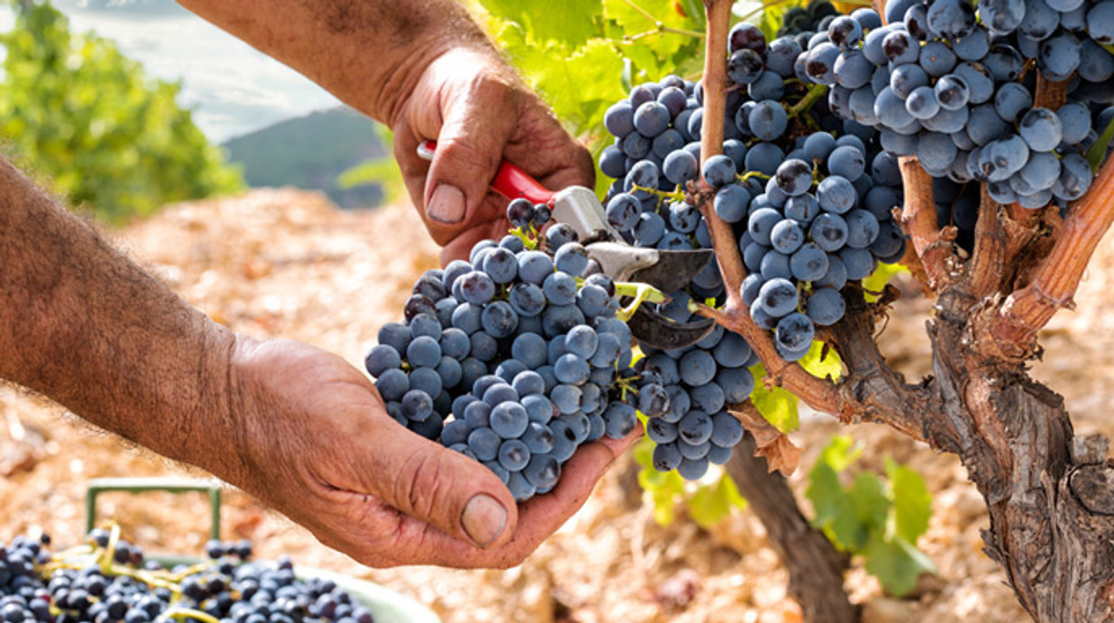 What's the Difference Between Organic and Sustainable Wines What's the Difference Between Organic and Sustainable Wines