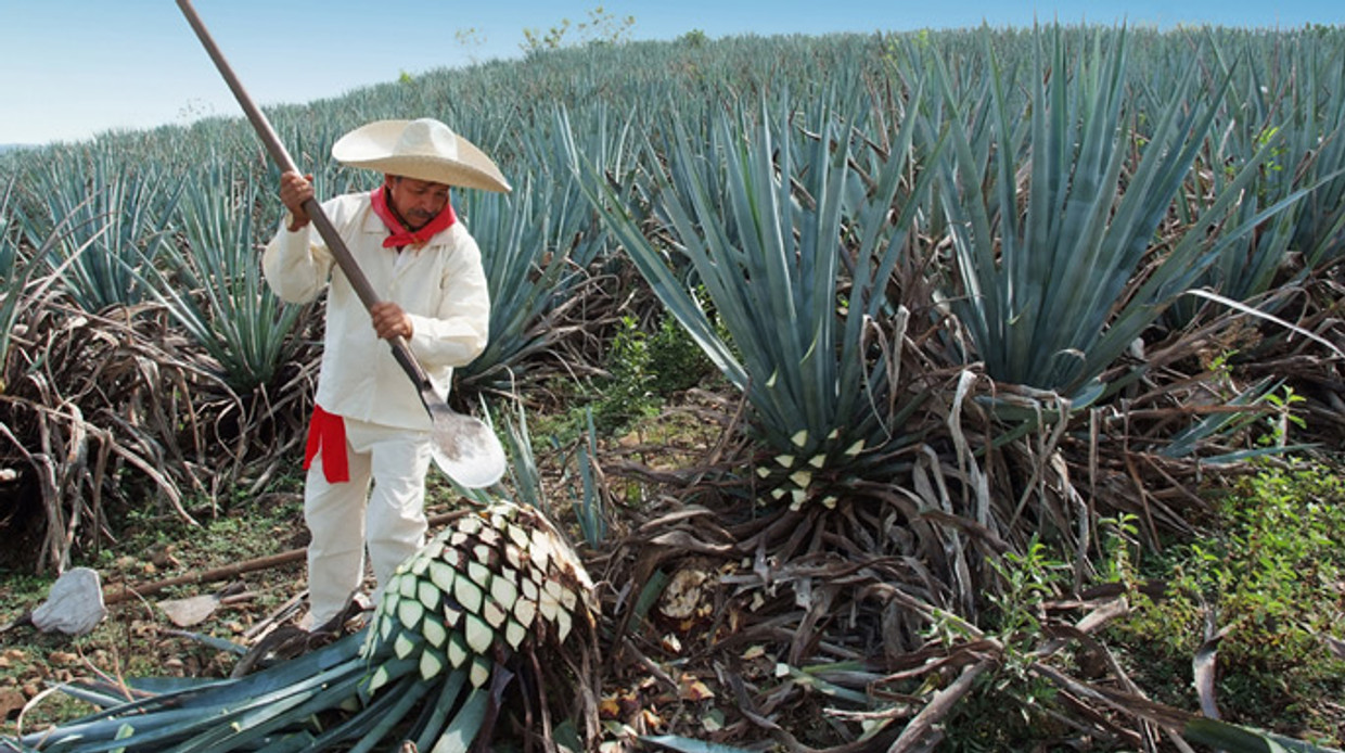 How Tequila Brands Are Making the Spirit More Sustainable How Tequila Brands Are Making the Spirit More Sustainable