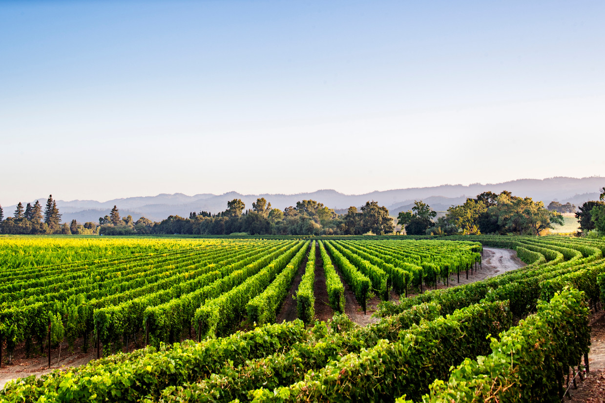 Caymus Lover? Meet Your New Favorite Wines Caymus Lover? Meet Your New Favorite Wines