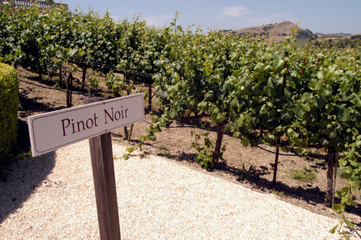 All About Pinot Noir All About Pinot Noir