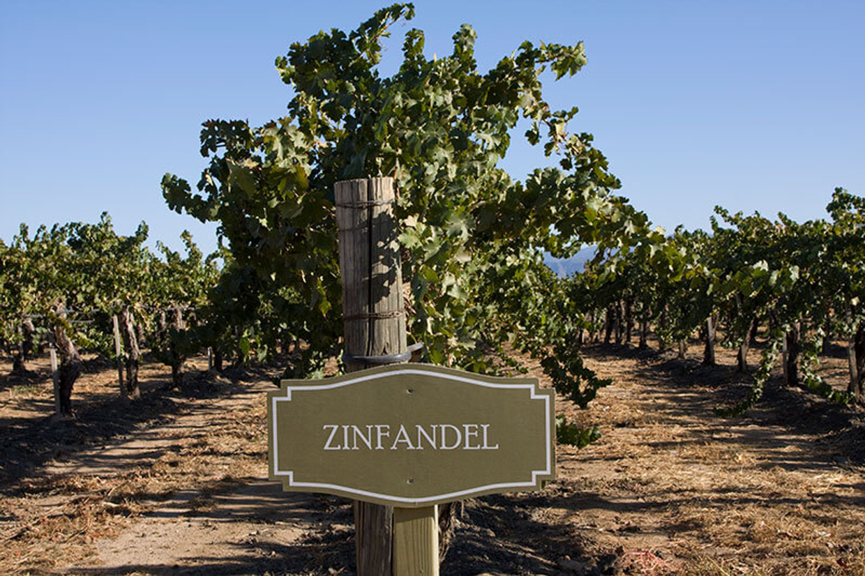 All About Zinfandel  All About Zinfandel