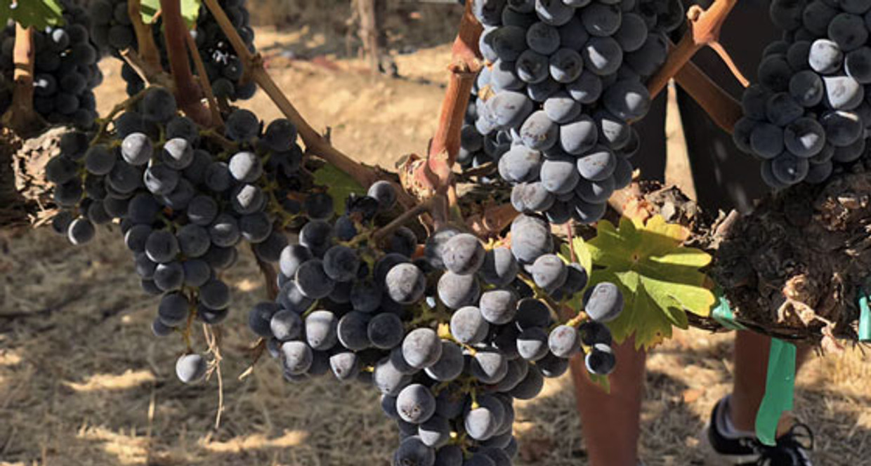 March is Washington State Wine Month  March is Washington State Wine Month