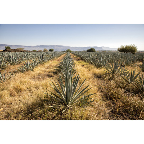 El Jimador Silver Tequila - 750 mL - 750ML - Glass