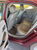 BUCKINGHAM, PA: 2015 Chevrolet Malibu MO #81609 (Used)