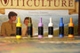 Viticulture Wine Bottles Tokens