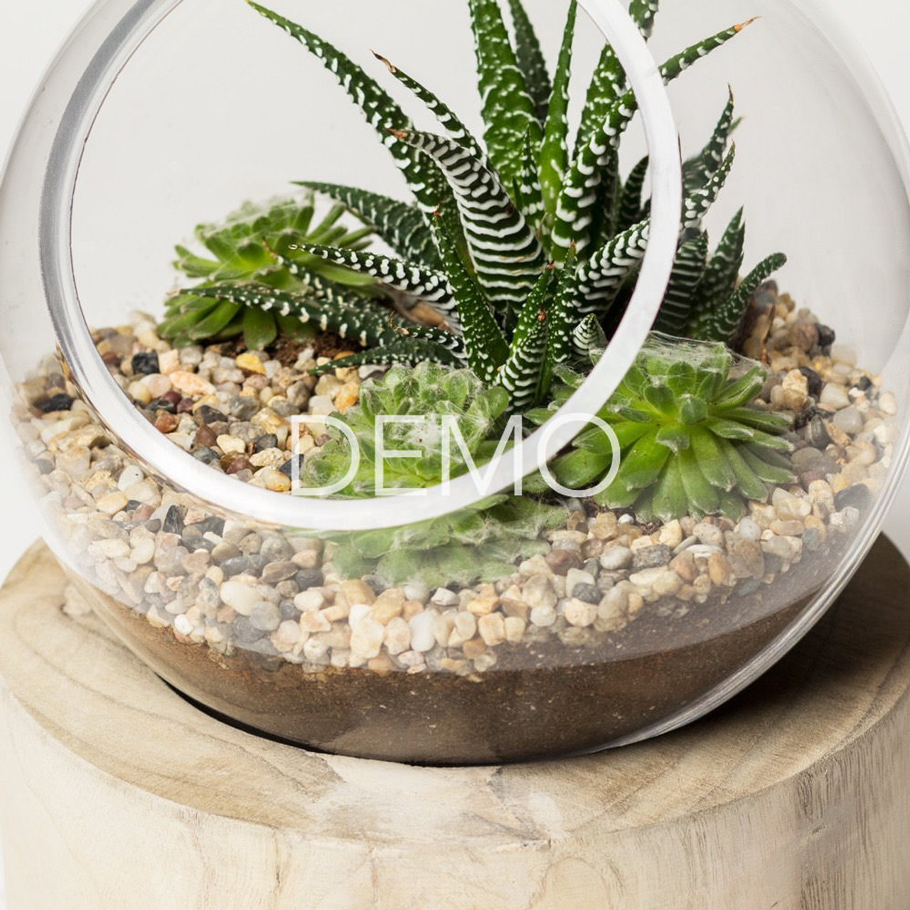 [Sample] Orbit Terrarium - Large