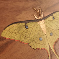 Toast MacBook cover with Luna moth inlay.