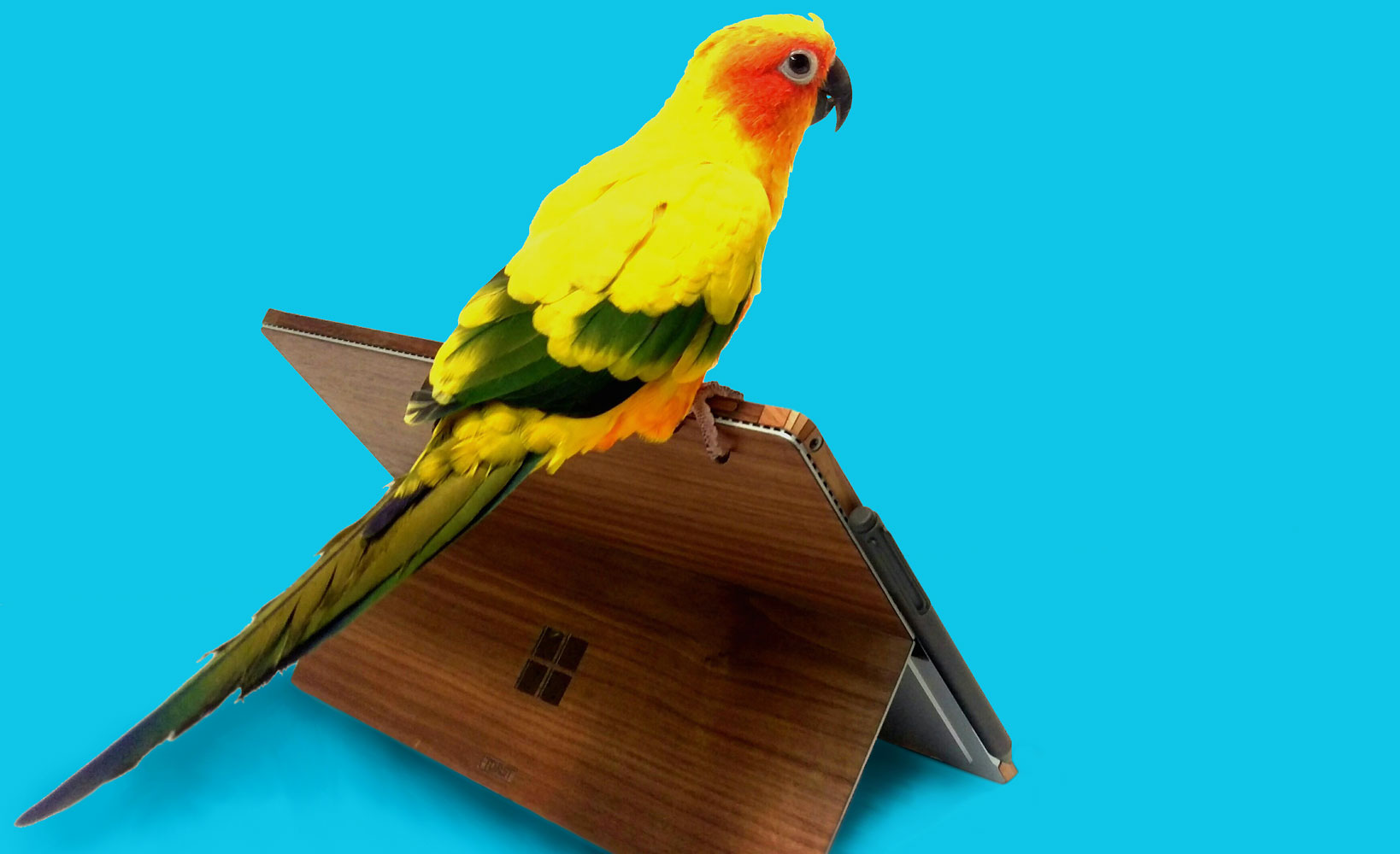 surface-with-parrot-blue-bg-banner-2.jpg