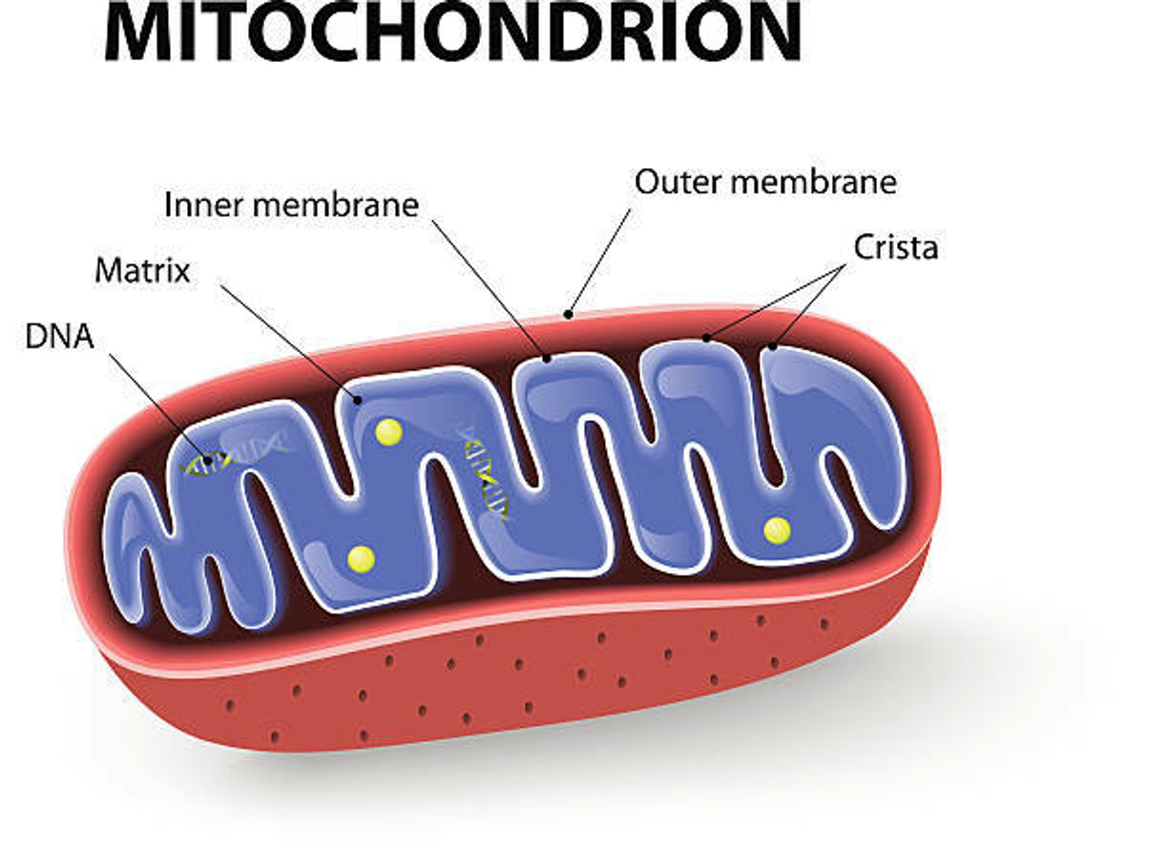 Mitochondrial & ATP Energy Support