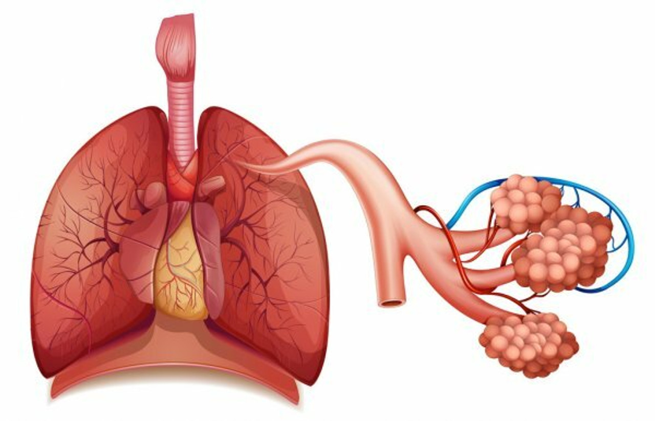 Respiratory Health & Cough Support