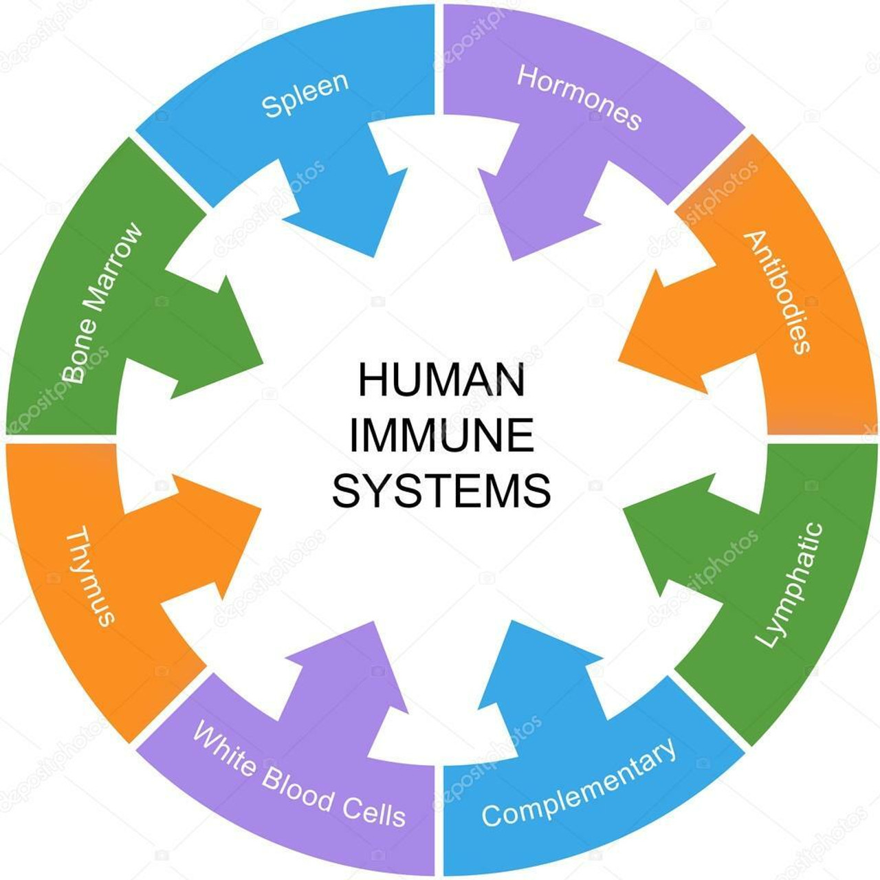 Immune & Immunity Support