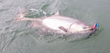 Wicked Lures Fishing Blog