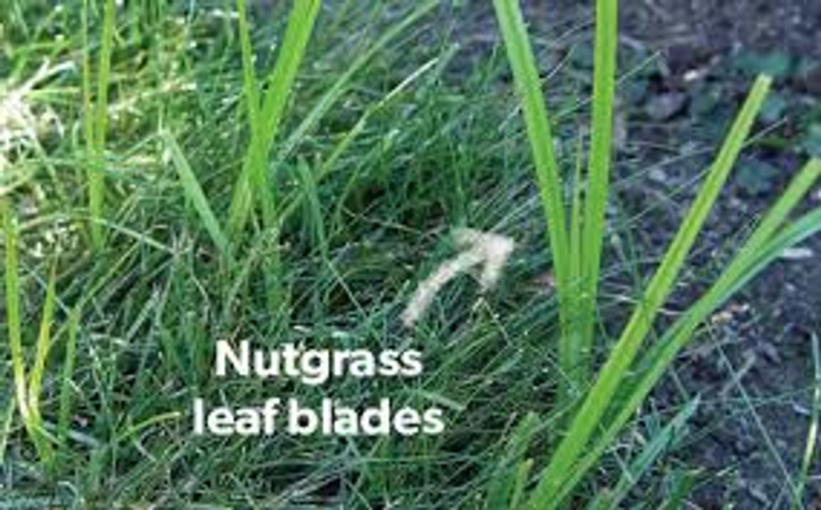 Addressing the Nutgrass Problem Around Above Ground Swimming Pools