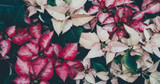 Ask a Florist: Proper Poinsettia Care for the Holidays