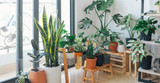 Tips To Keep Popular House Plants Alive