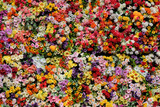 Discover the Meaning Behind Four of the Most Popular Types of Flowers