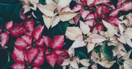 Ask a Florist: Proper Poinsettia Care for the Holidays