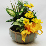 Father's Day Flowers and Plant Gifts: Fresh Ideas From a Burlington, VT Florist Delivery Expert