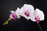 The Enduring Beauty Of Orchids