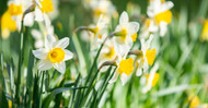 March Flowers & Their Meanings