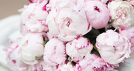 How to Plant and Grow Peonies