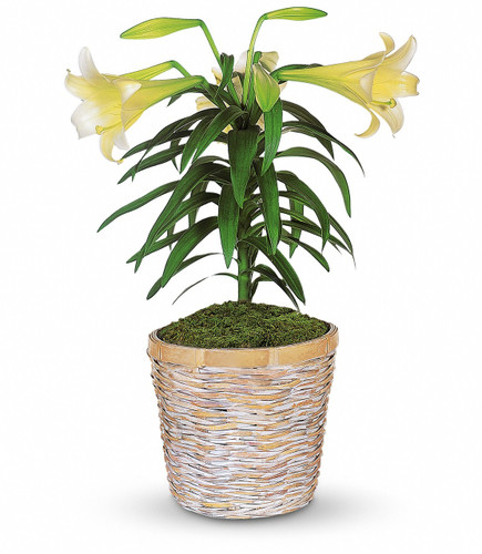 Chappell's Easter Lily Plant
