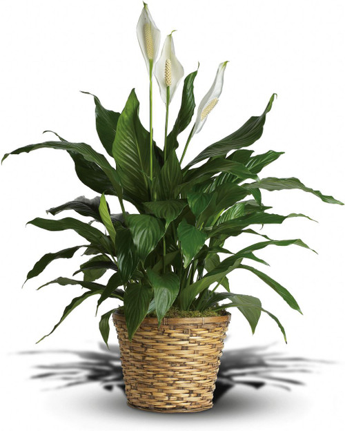 Simply Elegant Spathiphyllum Simply Elegant Spathiphyllum