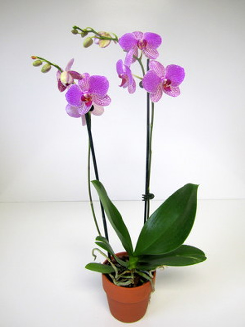 Orchid Plant