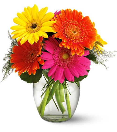 Fun Fiesta Gerbera daisies.