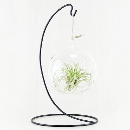 * SPECIAL * Hanging Air Plant Garden with Stand $29.99 REG. $39.99 (Local Delivery Only) * SPECIAL * Hanging Air Plant Garden with Stand $29.99 REG. $39.99 (Local Delivery Only)