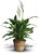 Simply Elegant Spathiphyllum - Small