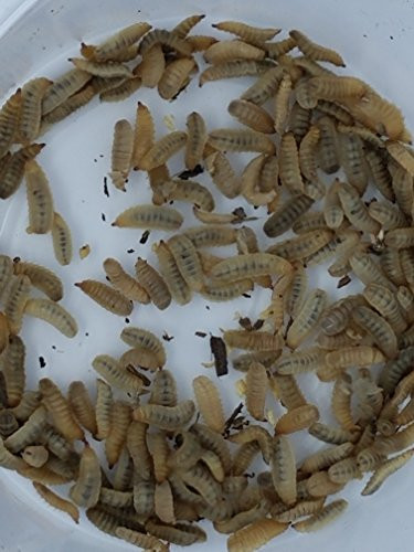Live Black Soldier Fly Larvae Same Insect as Phoenix Worms Hermetia ...