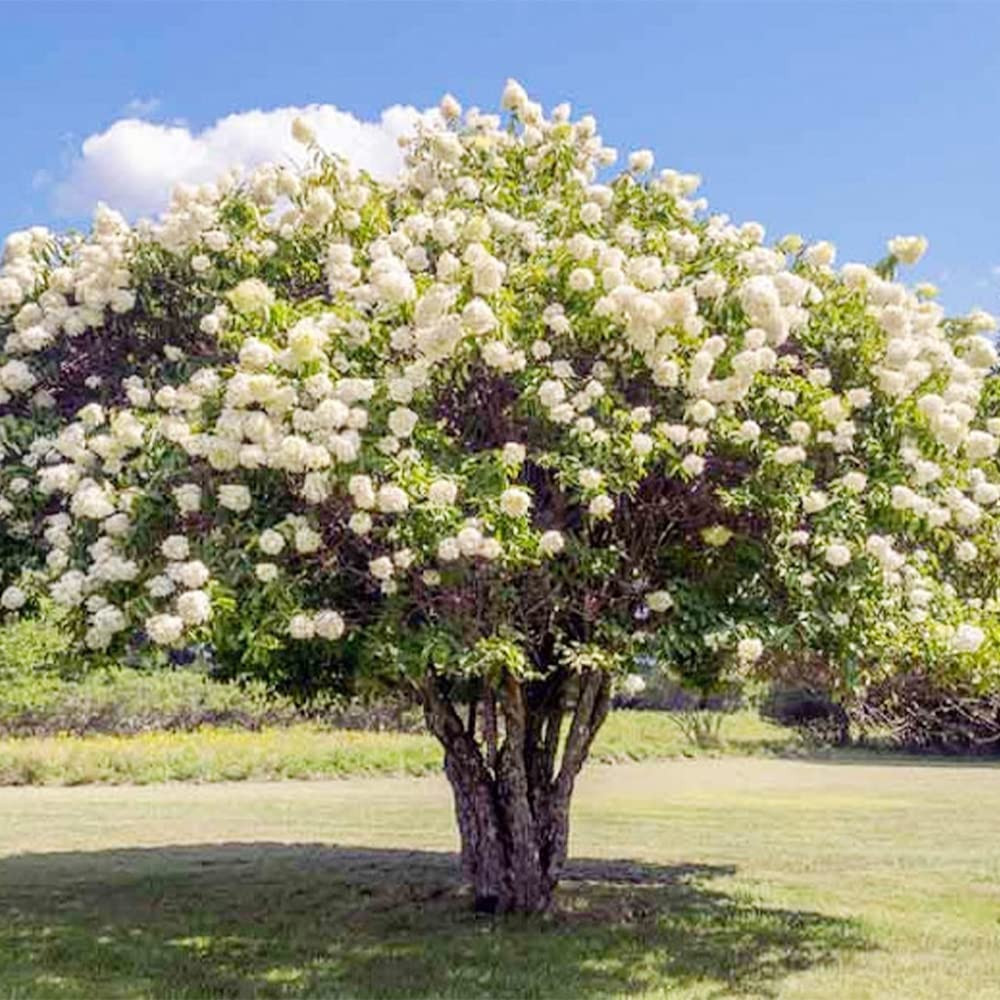 40 Oakleaf Hydrangea (Quercifolia) Shrub Seeds - White Flowering, Seedville USA