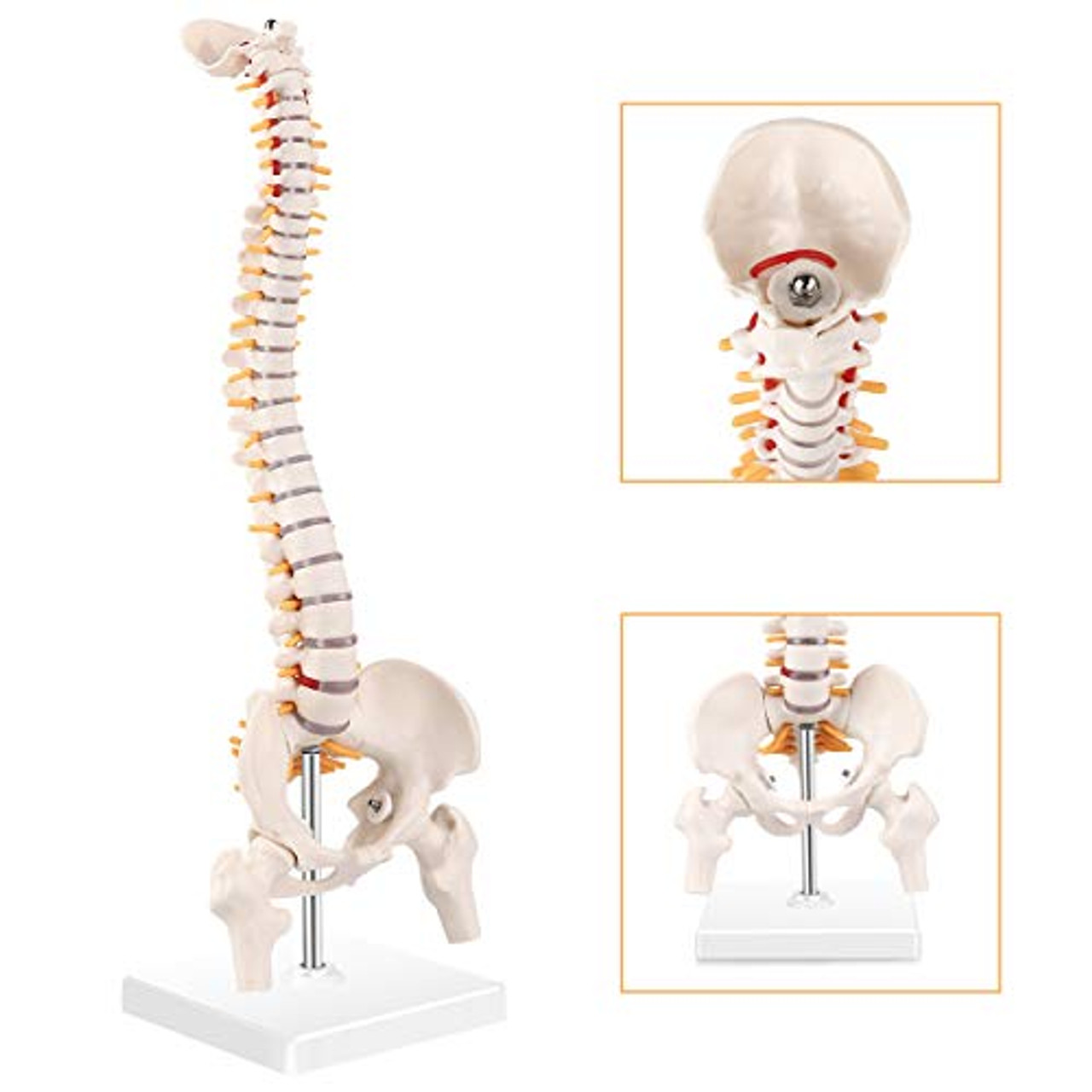 RONTEN Mini Spine Model 15 5 Mini Vertebral Column Model Details