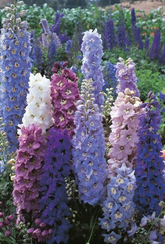 100 Plus Delphinium Seeds Pacific Giant Mix Perennial