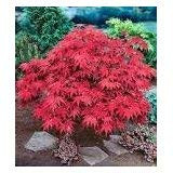 Scarlett Princess Japanese Maple Live Tree NOT Seeds A New Red