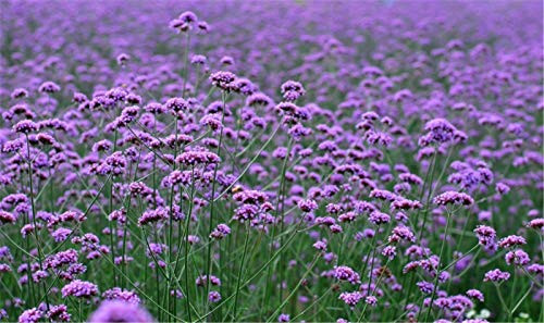 Verbena Herb Seed 5000 Seeds Verbena Officinalis Herba Verbenae Seed 2g ...