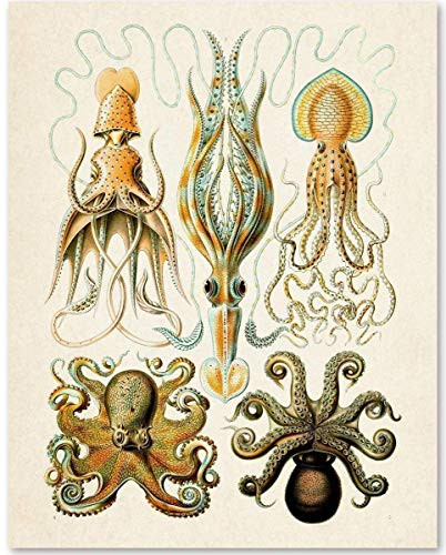Octopi Illustrations - 11x14 Unframed Art Print - Makes a Great Beach House Wall Decor Under 15