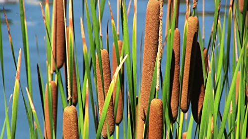 Cattail Seeds for Planting - 600 Seeds Cattail Seeds for Planting - 600 Seeds