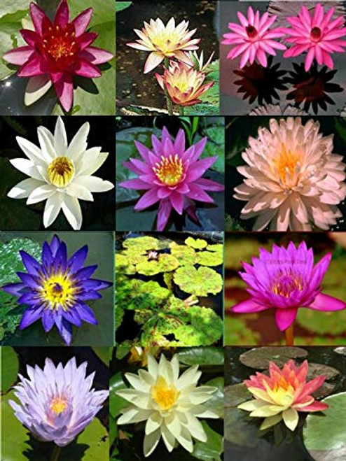 Bonsai Lotus Seeds for Planting - 10 Seeds - Beautiful Flowering Aquatic Bonsai Plant Seeds - Made in USA  Ships from Iowa Bonsai Lotus Seeds for Planting - 10 Seeds - Beautiful Flowering Aquatic Bonsai Plant Seeds - Made in USA  Ships from Iowa
