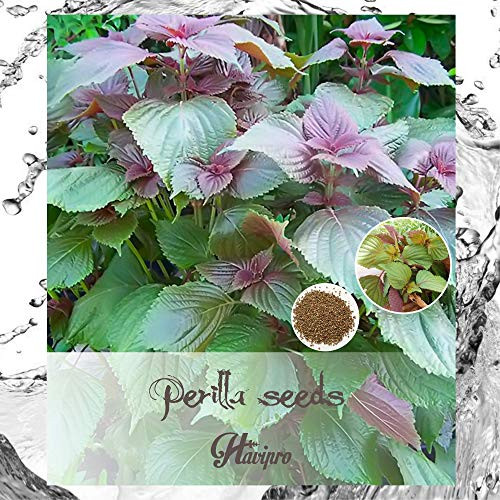 Perilla Seeds - Shiso Seeds for Planting - Perilla frutescens Seeds - Kaori Ao Shiso -Non GMO - HIGH Germination - High Yield - by HAVIPRO -400  Norma