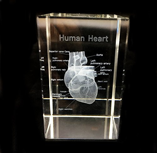 3D Human Heart Anatomical Model Paperweight-Laser Etched- in Crystal Glass Cube Science Gift -No Included LED Base--3 1x2x2 inch-